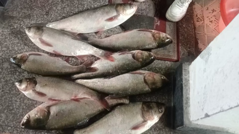 浙江杭州市有大量白鲢鱼共应