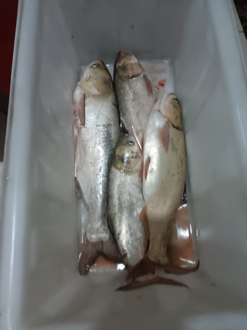 浙江杭州市有大量白鲢鱼共应