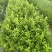 【柠檬苗】四季香水柠檬苗苗场直发提供技术欢迎咨询
