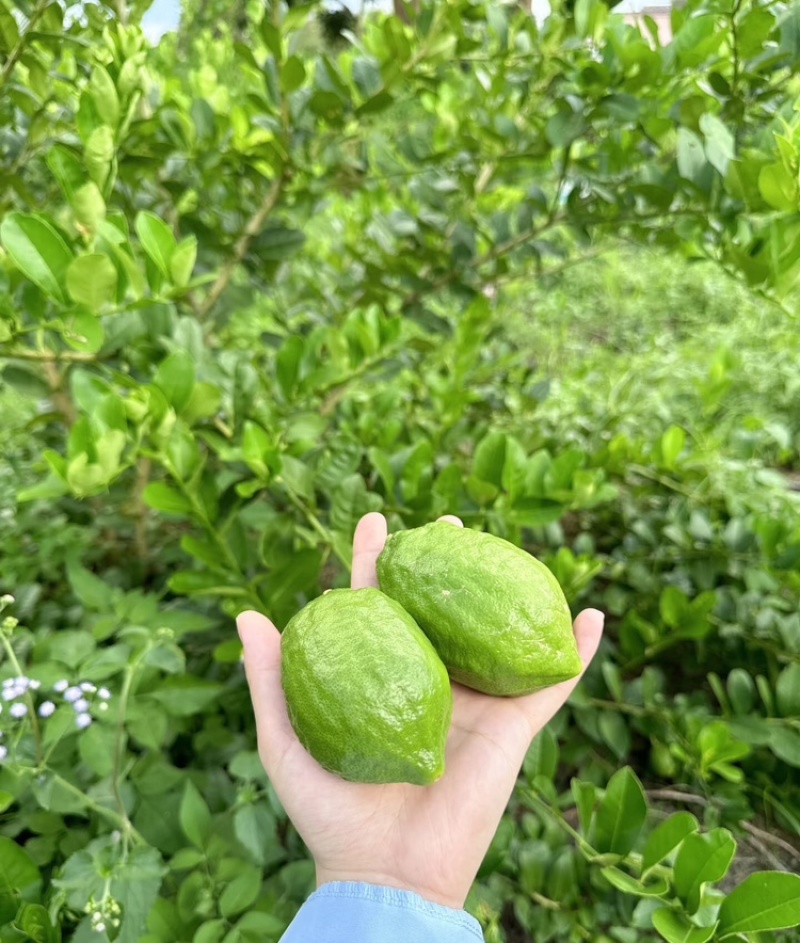 香水柠檬广西正宗香水柠檬基地直发量大从优供应全国市场