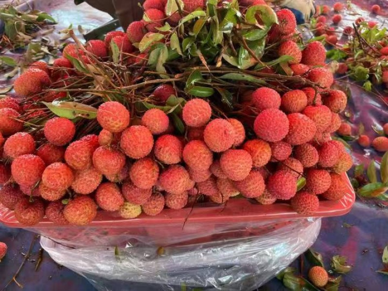 桂味荔枝大量有货服务周到口味鲜甜全国通发