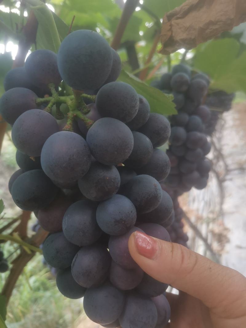 夏黑葡萄上市了，老板们联系