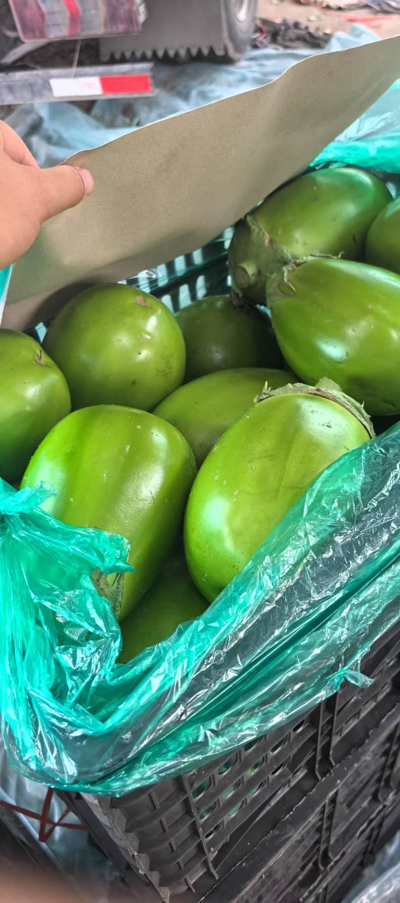 《青茄》河南中牟茄子/产地货源/质量三包/全国供应批发