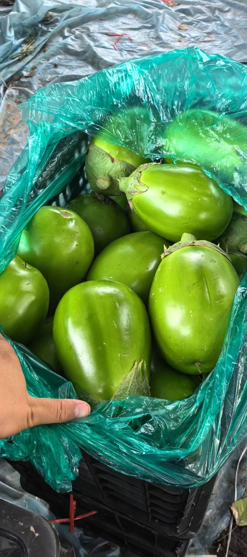 《青茄》河南中牟茄子/产地货源/质量三包/全国供应批发