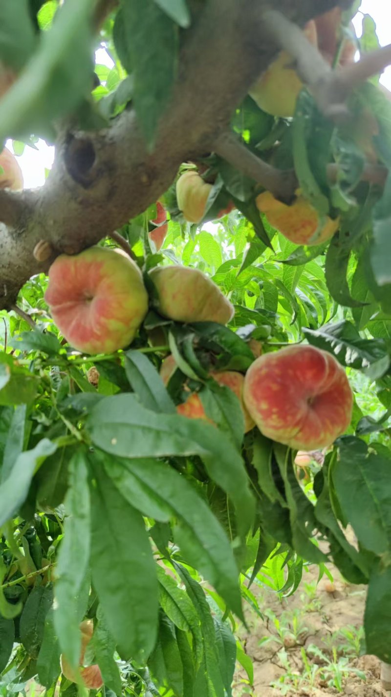 虎皮红毛蟠桃