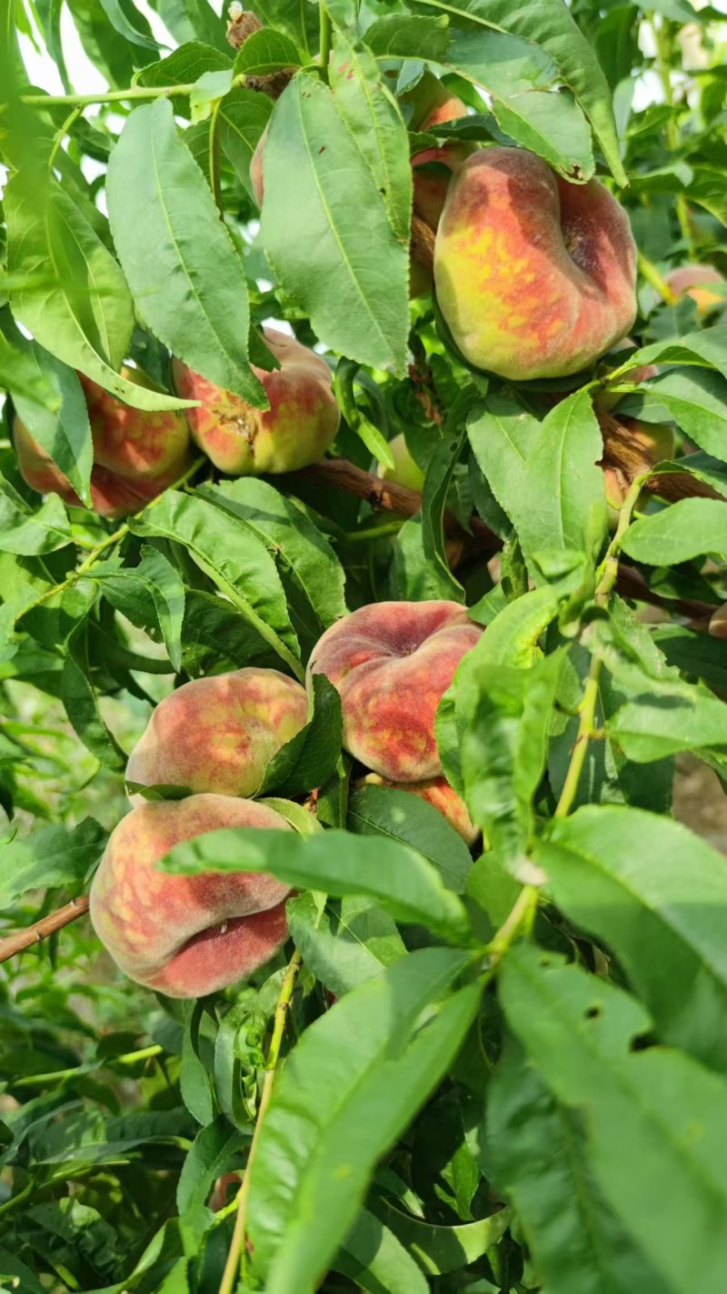 虎皮红毛蟠桃