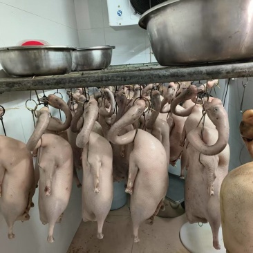 优质鹅肉（烧鹅用）