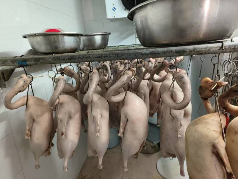 优质鹅肉（烧鹅用）