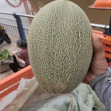 哈密瓜