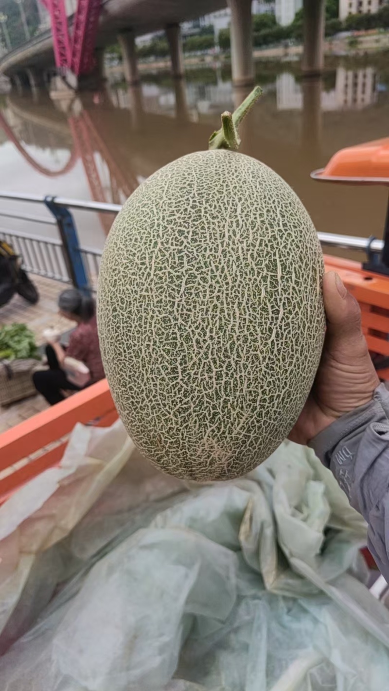哈密瓜