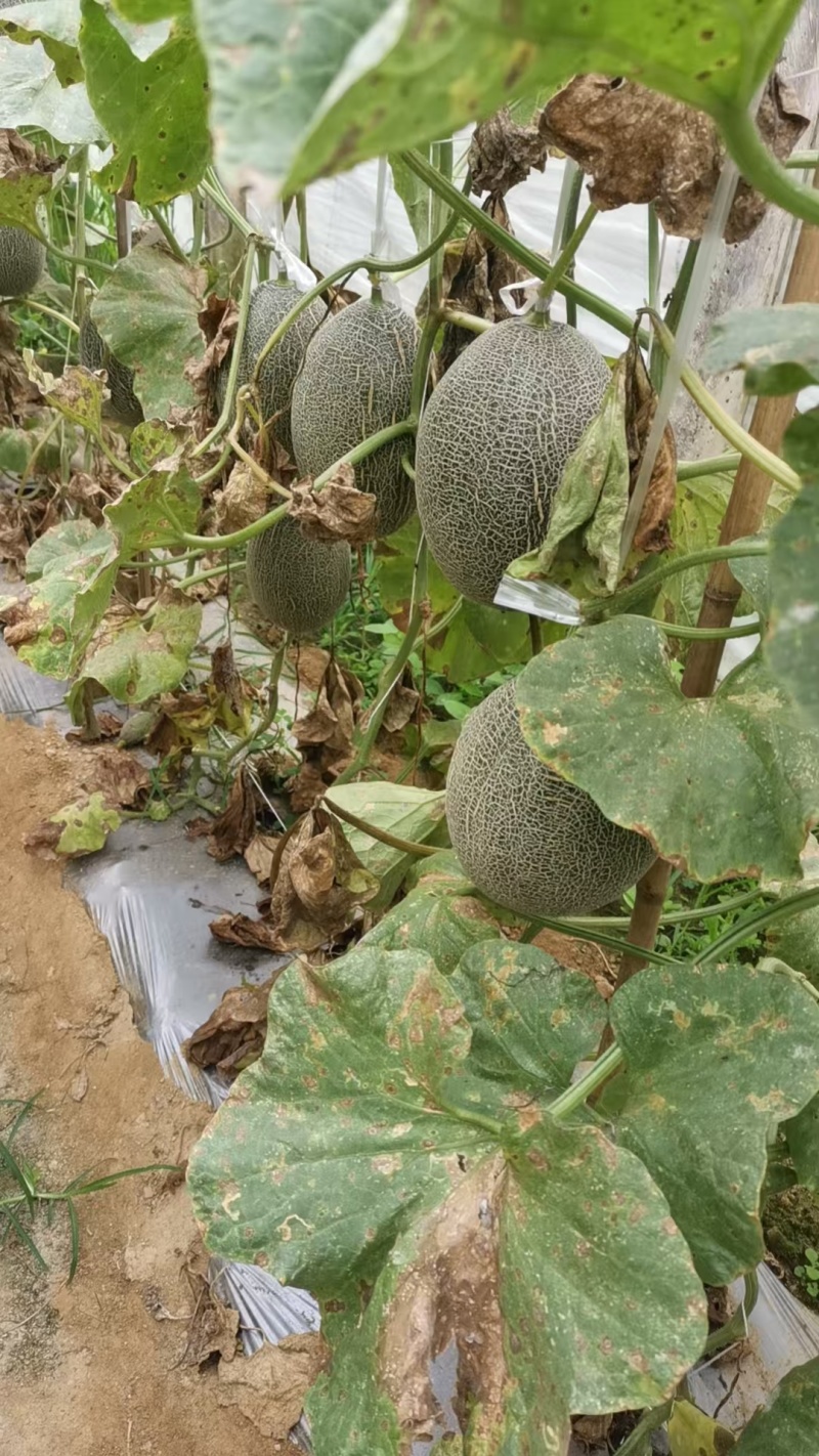 哈密瓜