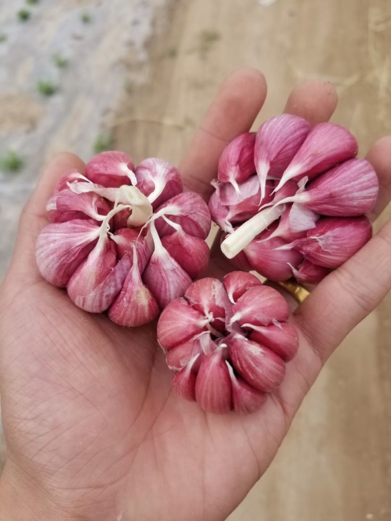 蒜种