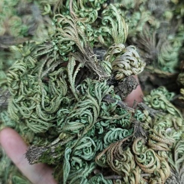 中药材卷柏九死还魂草不死岩柏还阳草卷草遇水就活柏多年生