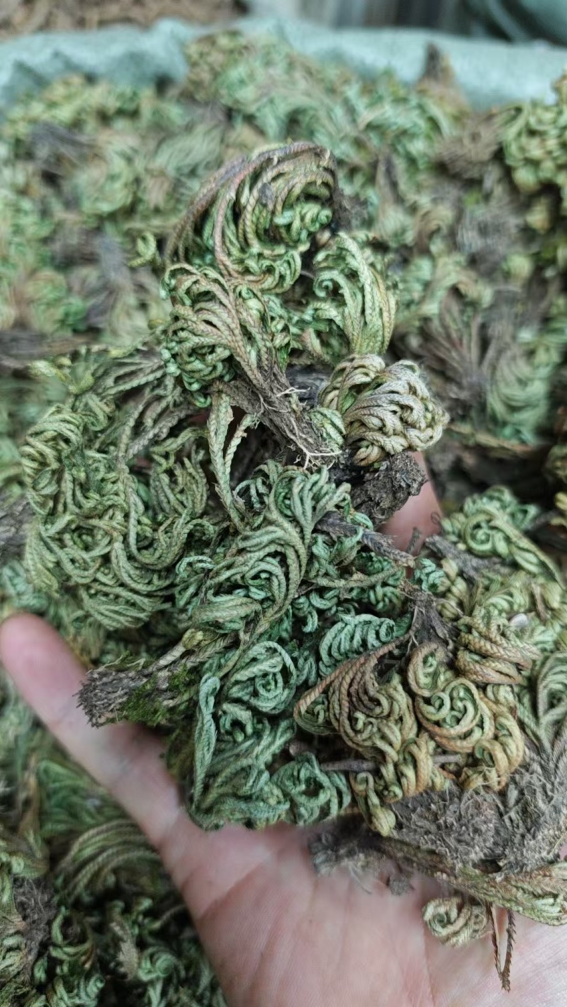 中药材卷柏九死还魂草不死岩柏还阳草卷草遇水就活柏多年生