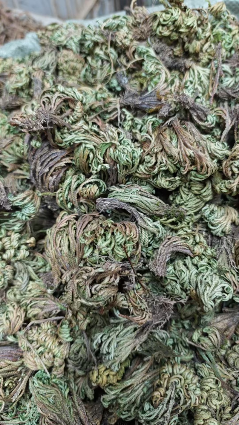 中药材卷柏九死还魂草不死岩柏还阳草卷草遇水就活柏多年生
