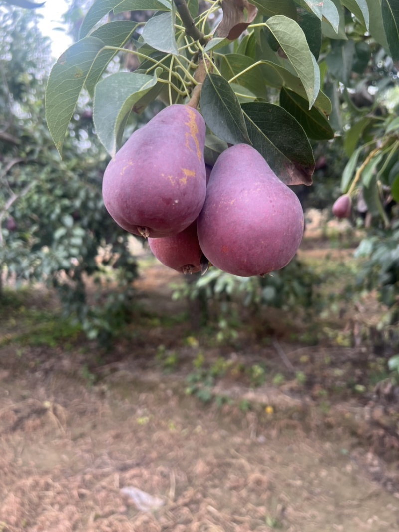 红啤梨