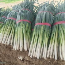 新铁杆大葱货量充足规格全产地直发诚信经营量大价优