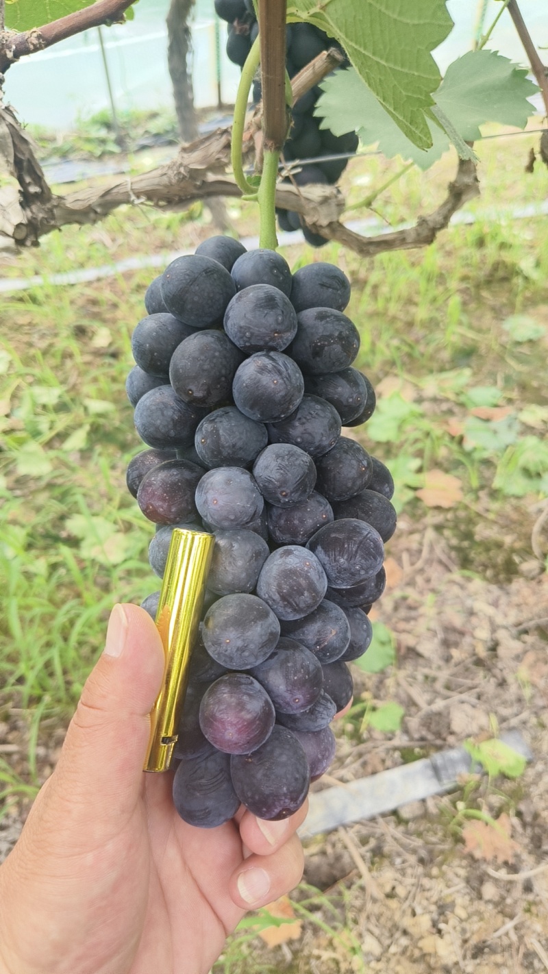 精品夏黑，大量上市