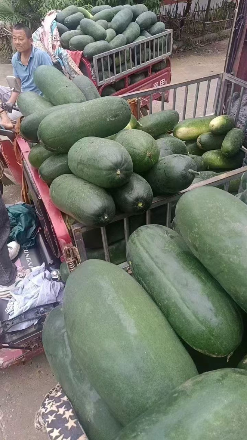 黑皮冬瓜，吊冬瓜货源充足，原产地发货欢迎来电