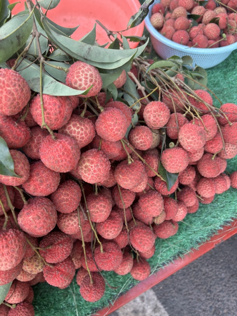 广西南宁桂味大量上市，果大均匀