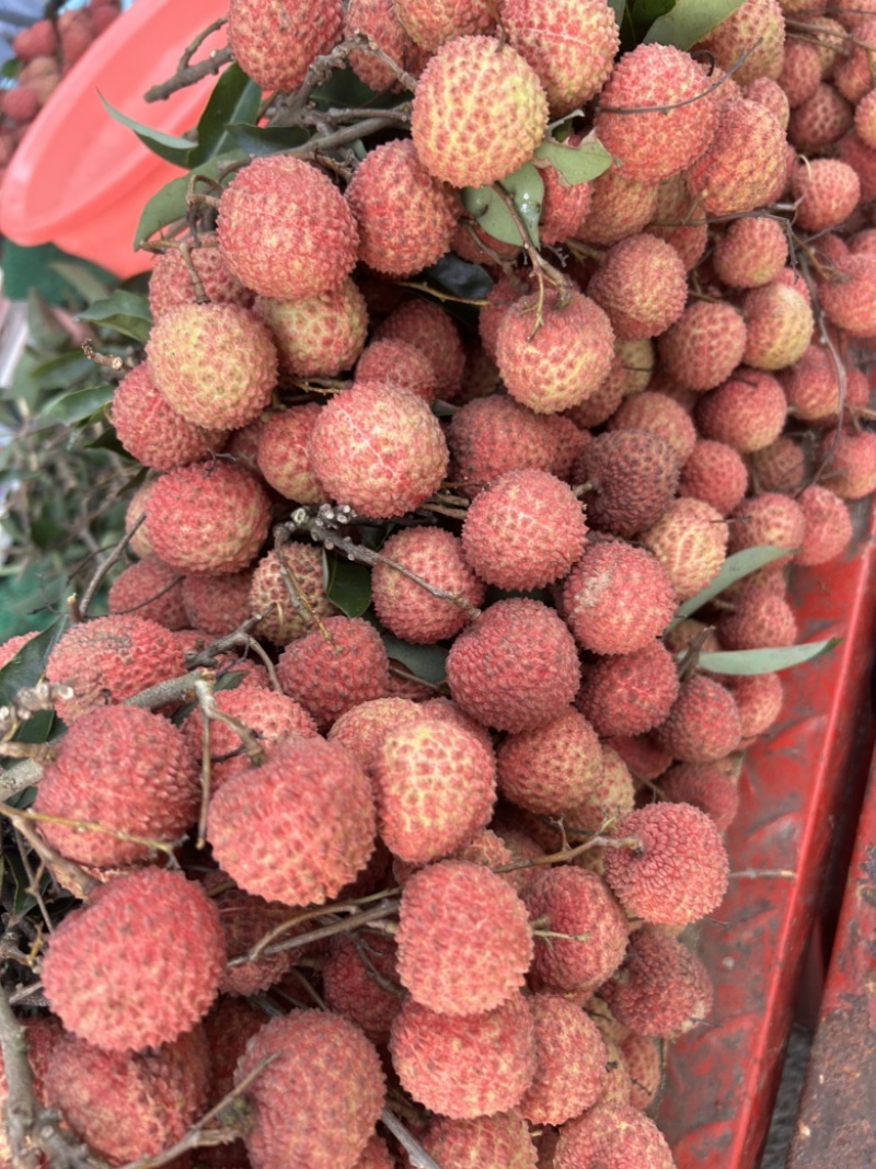 广西南宁桂味大量上市，果大均匀