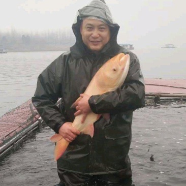 生态吊水花鲢