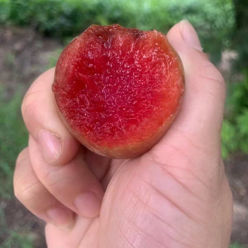 嵊州特产桃型李产地一手货源