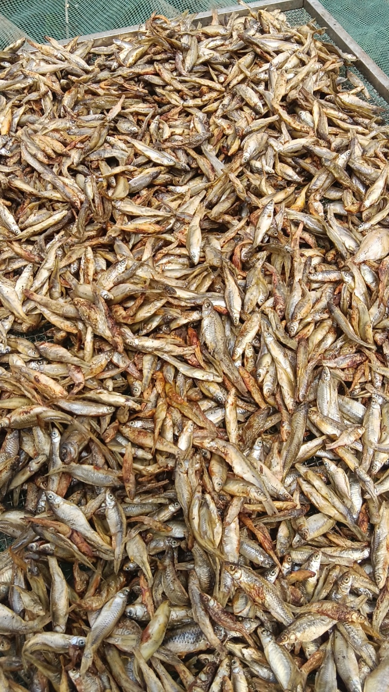 火焙麦穗鱼干