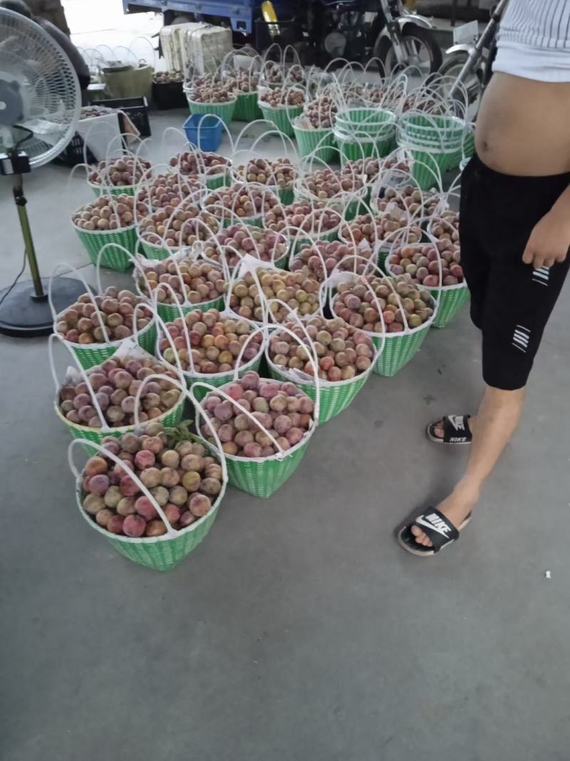 嵊州特产桃型李产地一手货源