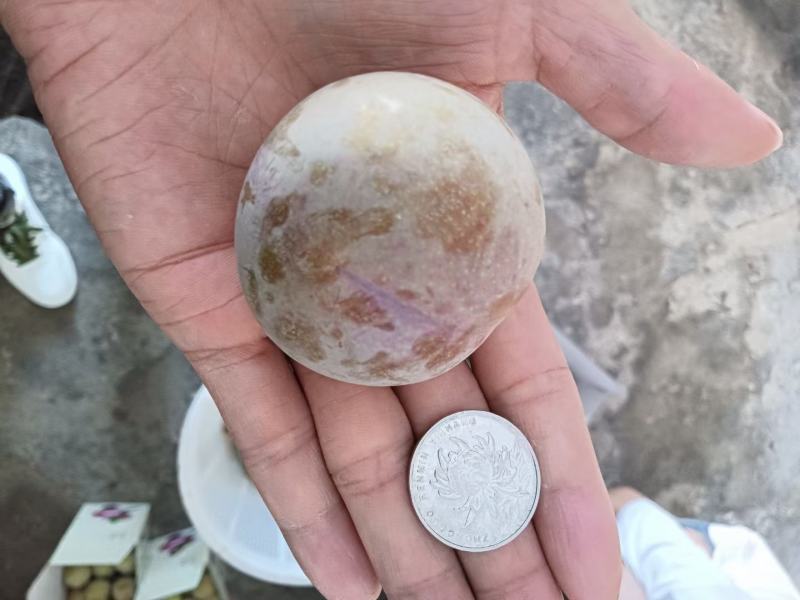 嵊州特产桃型李产地一手货源