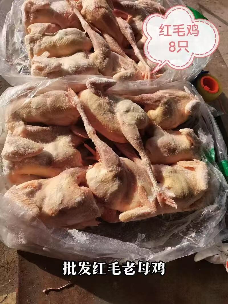 红毛老母鸡7.8.9.10规格齐全