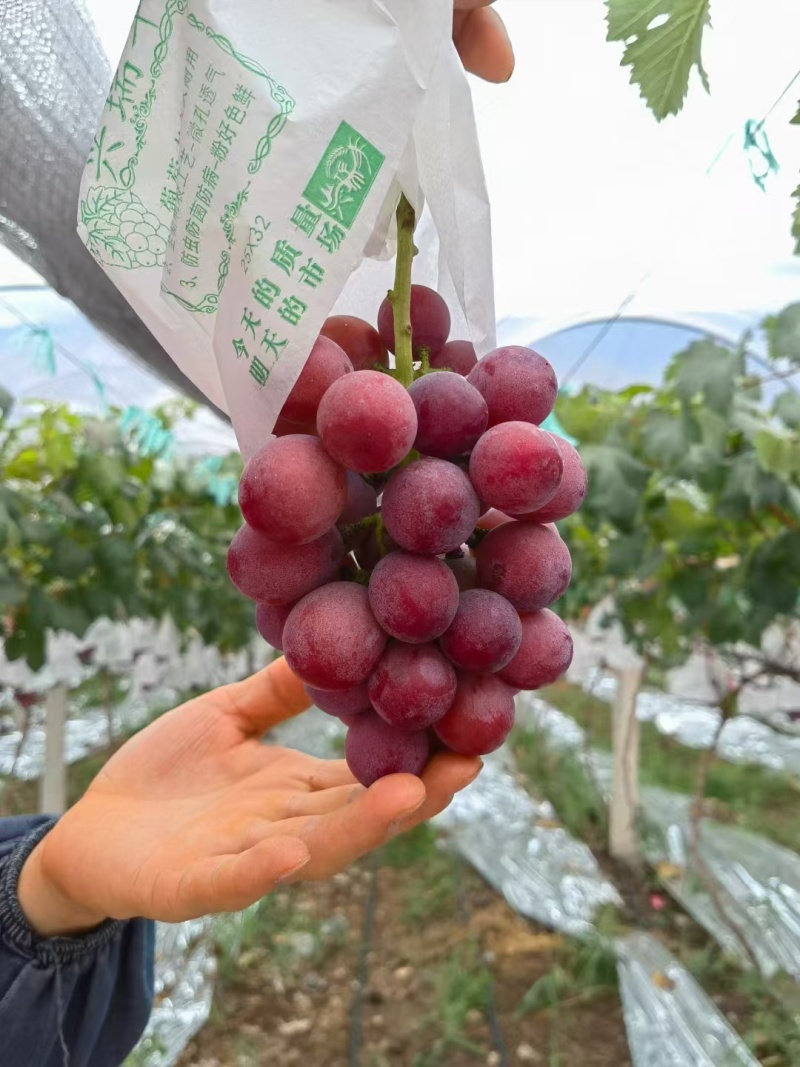 云南高品质妮娜皇后社区团购平台一件代发