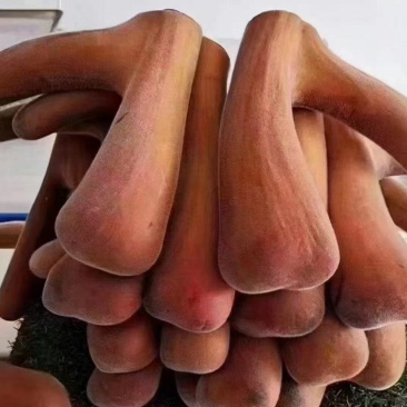 鹿茸