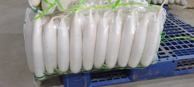 湖北春季白萝卜现采现发可出口可代办不糠心不空心