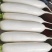 湖北春季白萝卜现采现发可出口可代办不糠心不空心