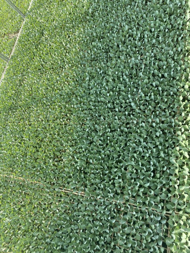 高产量奥奇丽包菜苗