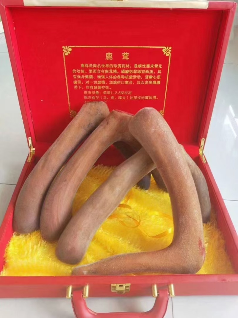 鹿茸