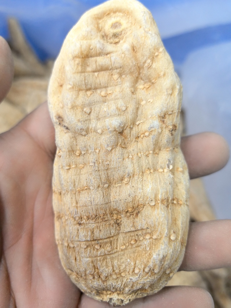 天麻大片新货上市颜色漂亮百万销量广州店售后无忧