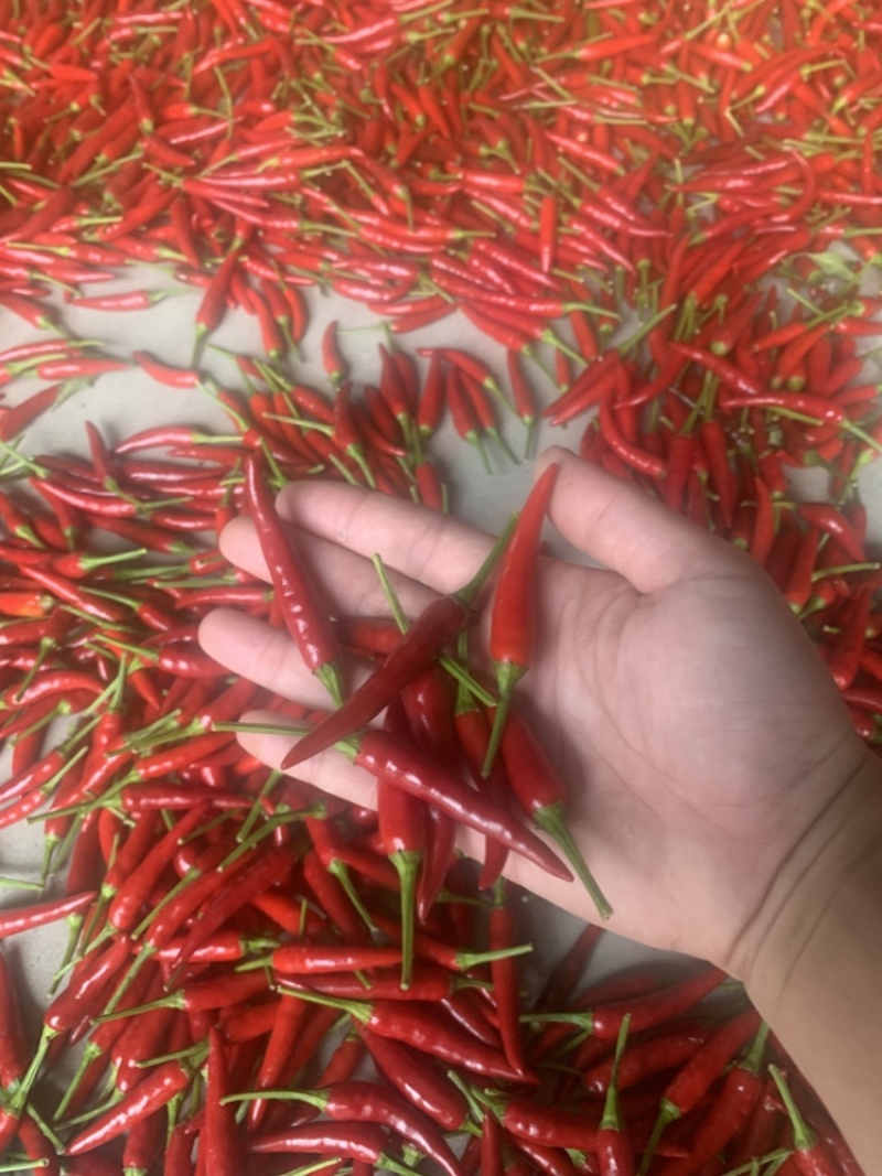 小米椒大量有货质量有保证欢迎订购
