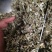 艾叶中药材大叶艾叶切段批发零售量大优惠