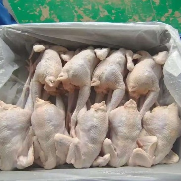 老母鸡规格齐全