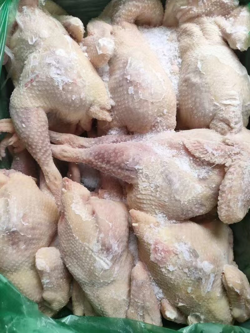 老母鸡规格齐全