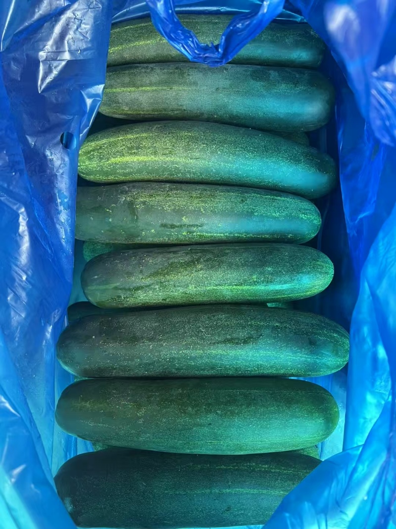 老黄瓜