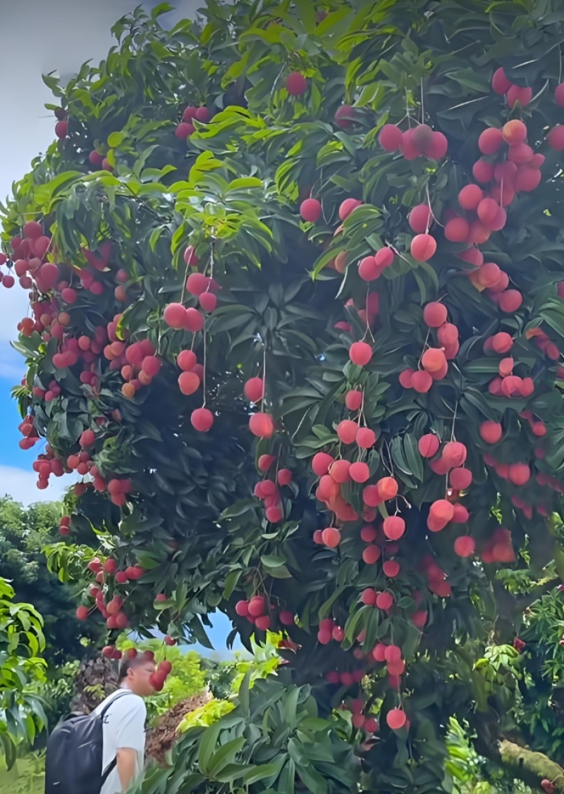 广西桂平麻垌荔枝寻采购商&场地出租