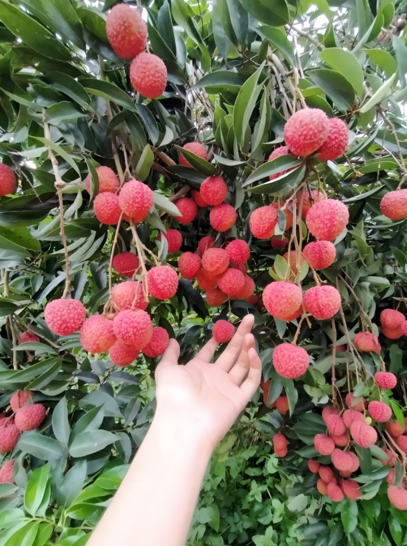 广西桂平麻垌荔枝寻采购商&场地出租