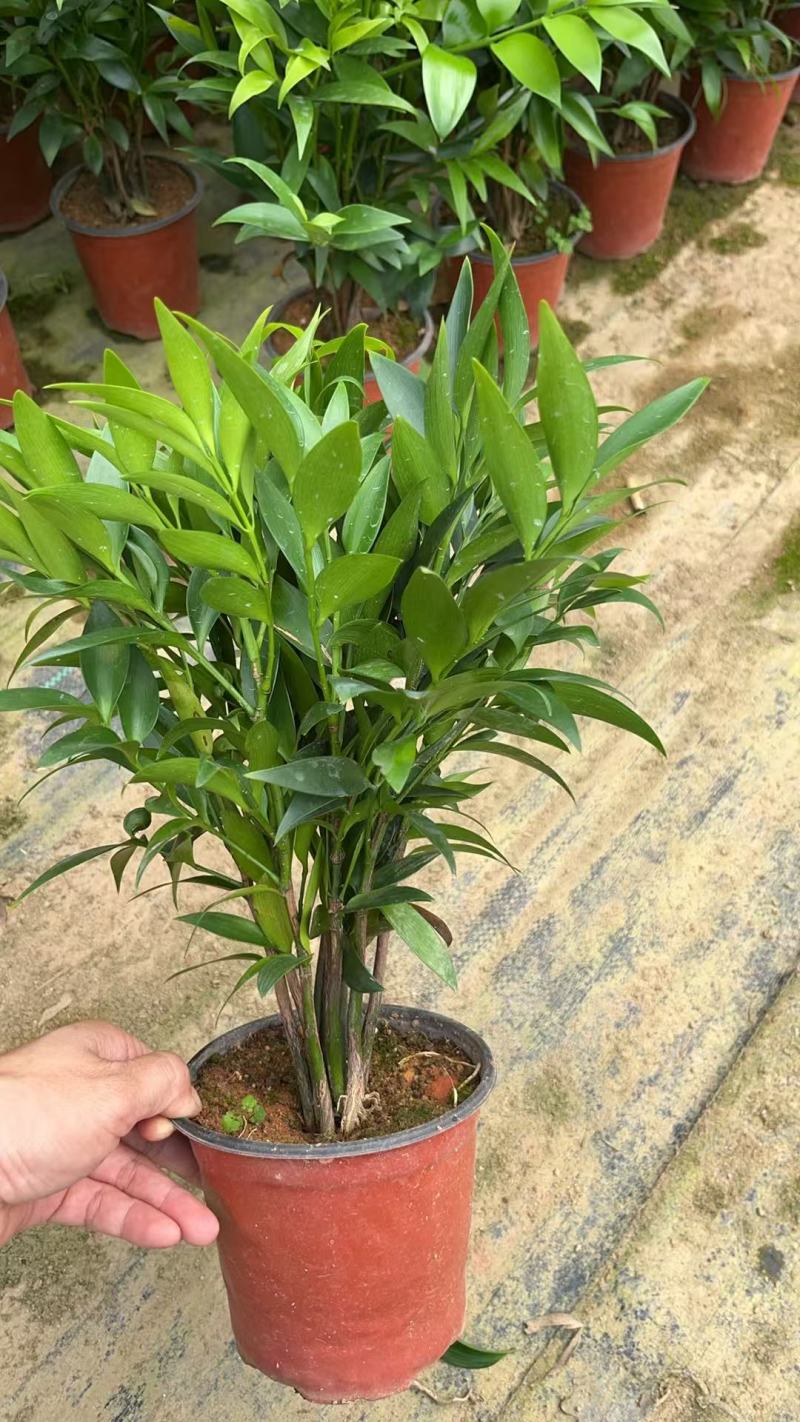 竹柏驱蚊竹兴旺竹产地直销