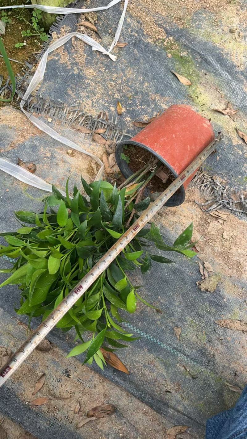 竹柏驱蚊竹兴旺竹产地直销