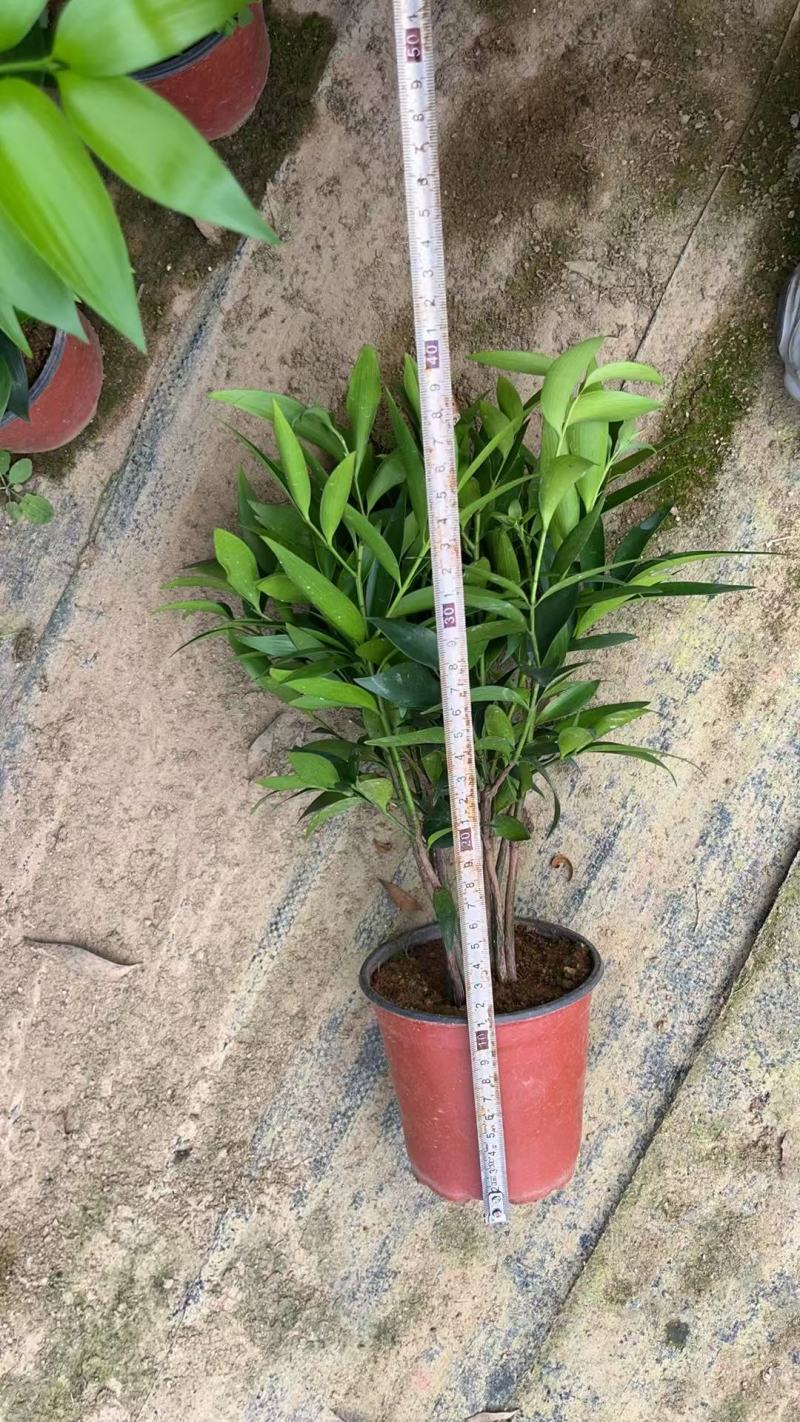 竹柏驱蚊竹兴旺竹产地直销