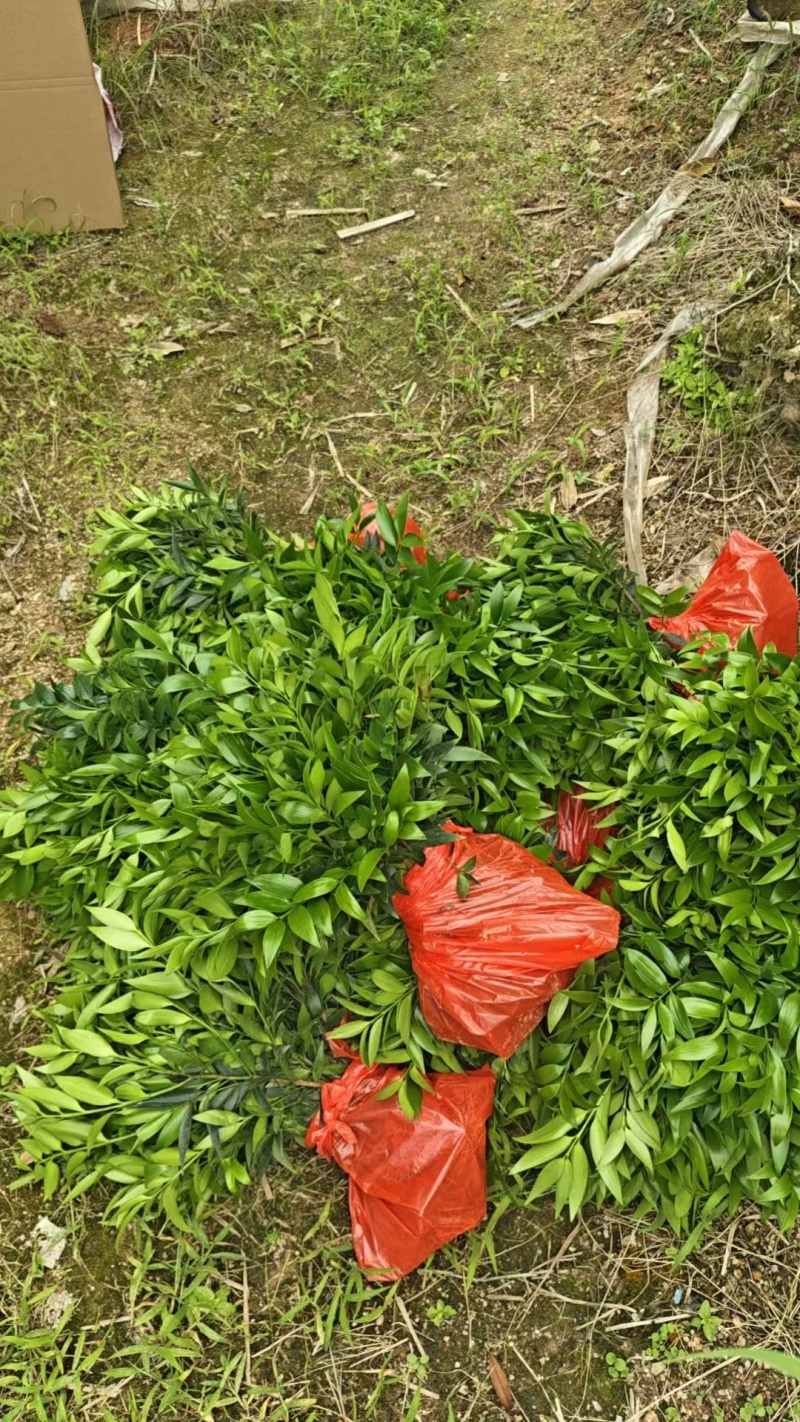 竹柏驱蚊竹兴旺竹产地直销