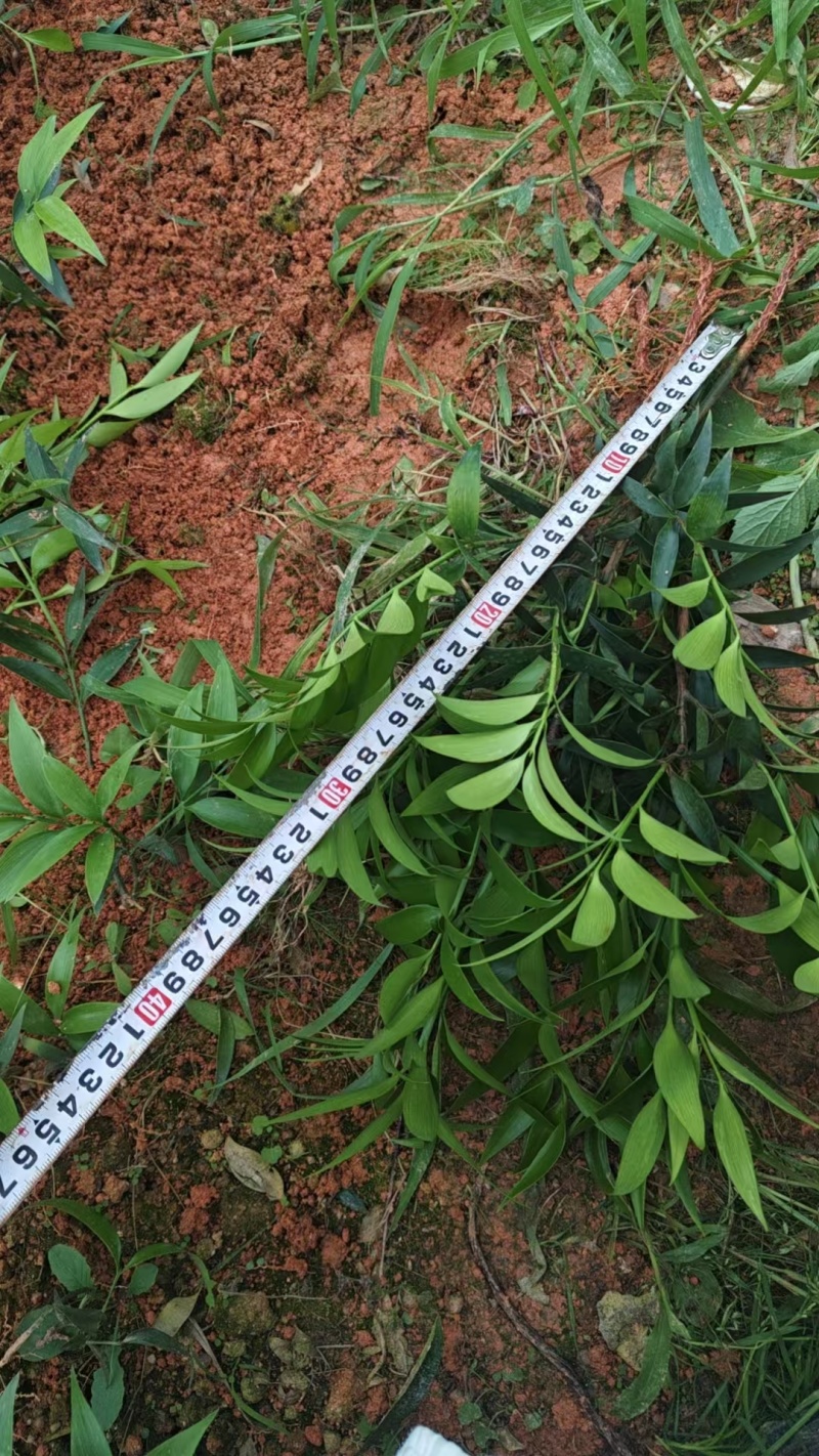 竹柏驱蚊竹兴旺竹产地直销